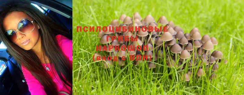 Псилоцибиновые грибы Psilocybe  ОМГ ОМГ сайт  Каменногорск 